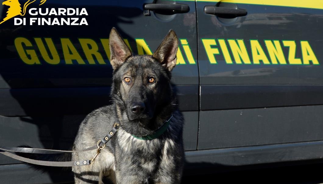 Guardia di Finanza, nuovi controlli antidroga e contro il lavoro nero nel comasco