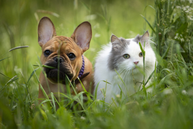 Giornate Internazionali del gatto e del cane: mandateci le vostre foto