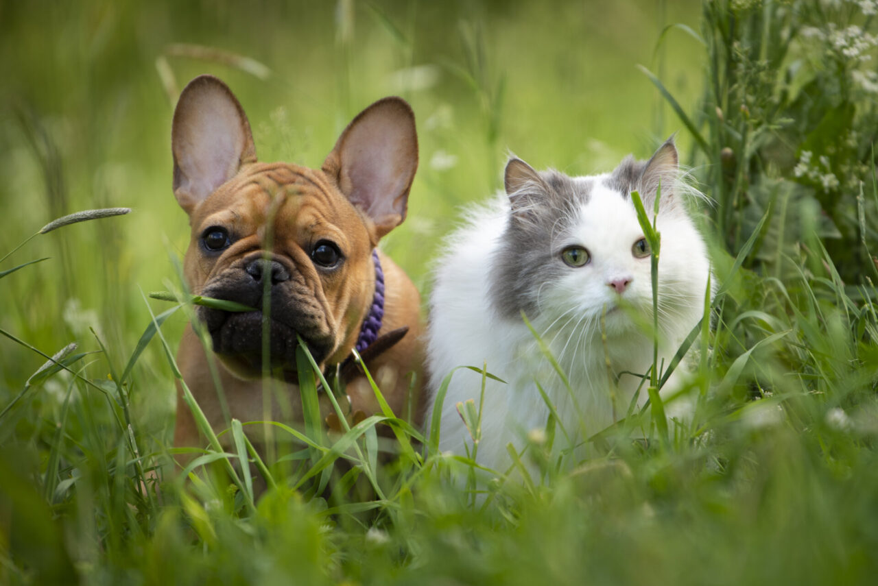 Giornate Internazionali del gatto e del cane: mandateci le vostre foto
