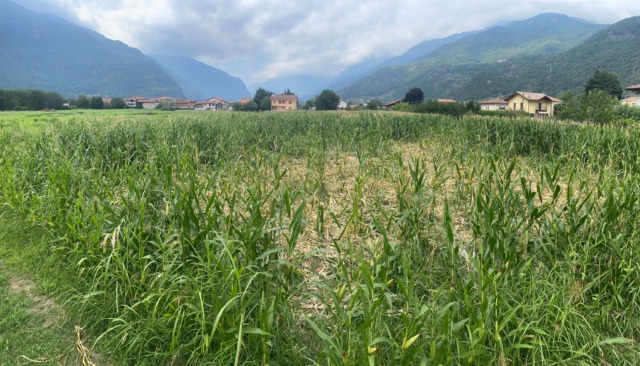 Caldo, Coldiretti lancia l’allarme: “Pesanti ricadute su coltivazioni e allevamenti”