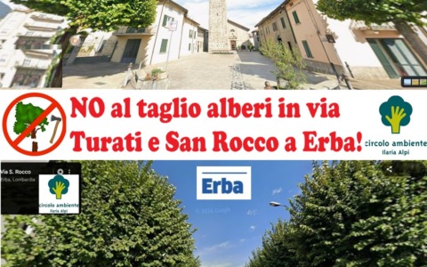 Tigli da abbattere: raccolta firme e stasera manifestazione di protesta