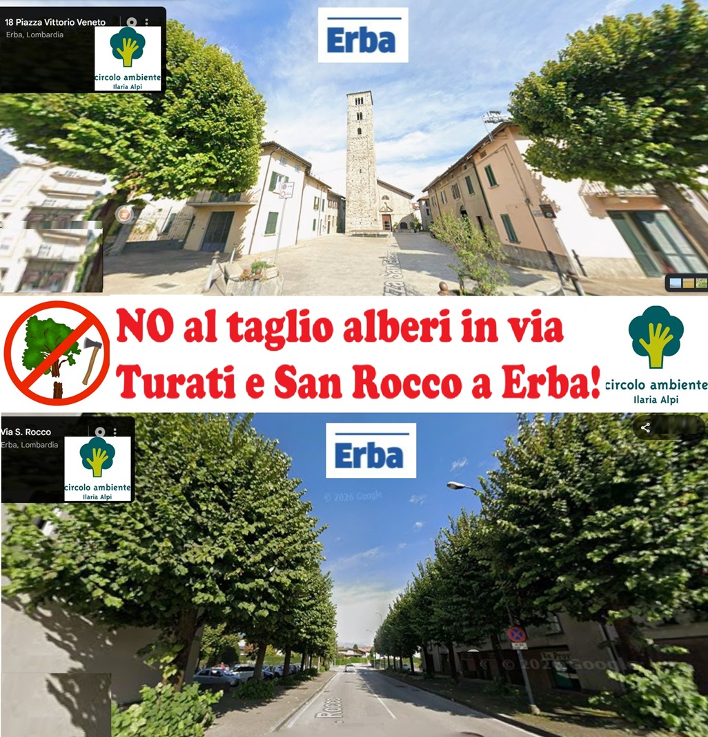 Tigli da abbattere: raccolta firme e stasera manifestazione di protesta