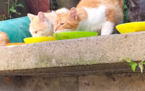 Randagismo e colonie di gatti, servono azioni più efficaci