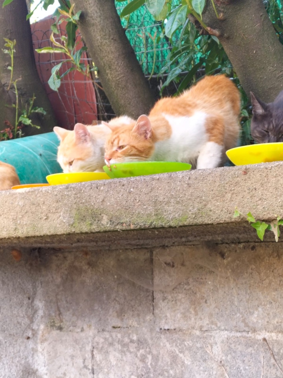 Randagismo e colonie di gatti, servono azioni più efficaci