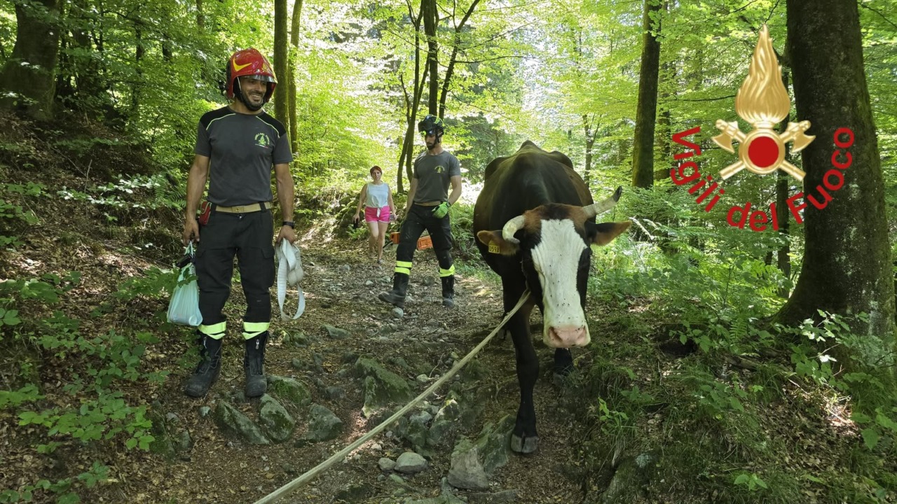 Mucca incinta cade in un dirupo: salvata dai pompieri