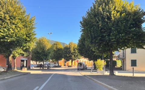 Sospendere l’abbattimento dei tigli e trovare altre soluzioni: 1.866 firme raccolte