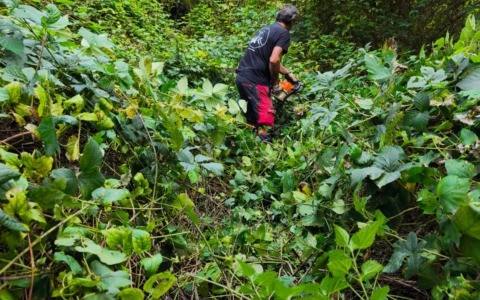 In corso i lavori di pulizia e taglio del verde nell’area della Variante di Cadorago