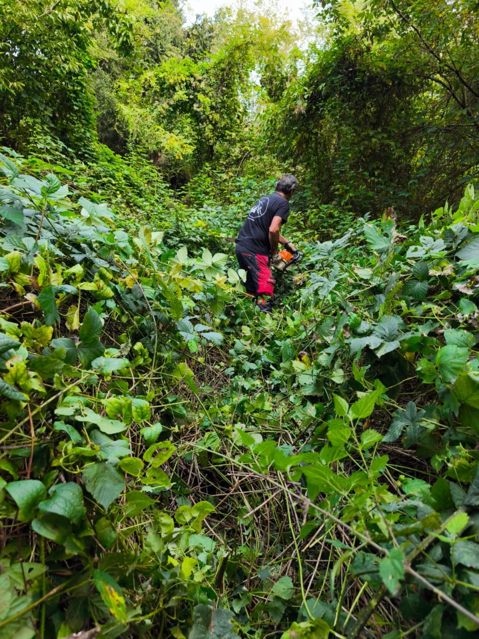 In corso i lavori di pulizia e taglio del verde nell’area della Variante di Cadorago