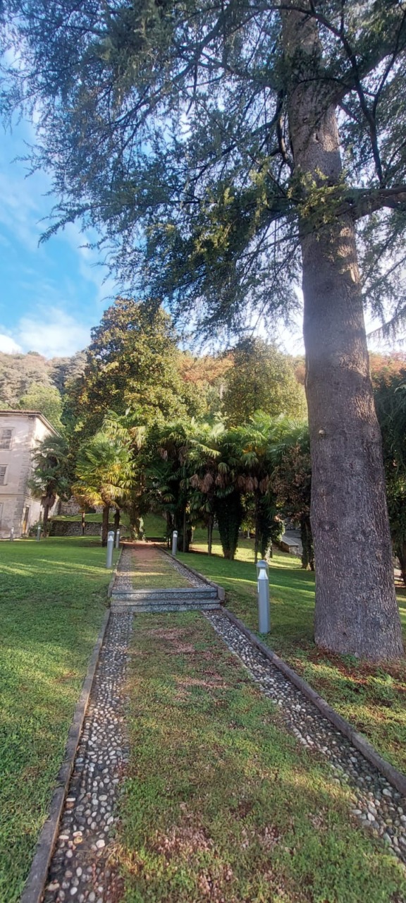 Villa Manusardi ancora nel mirino dei vandali: bruciata una delle palme del parco