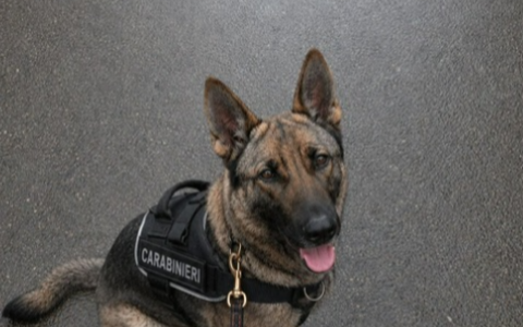 Blitz antidroga dei Carabinieri: grazie al fiuto di “Roxy” due arrestati e un denunciato per spaccio